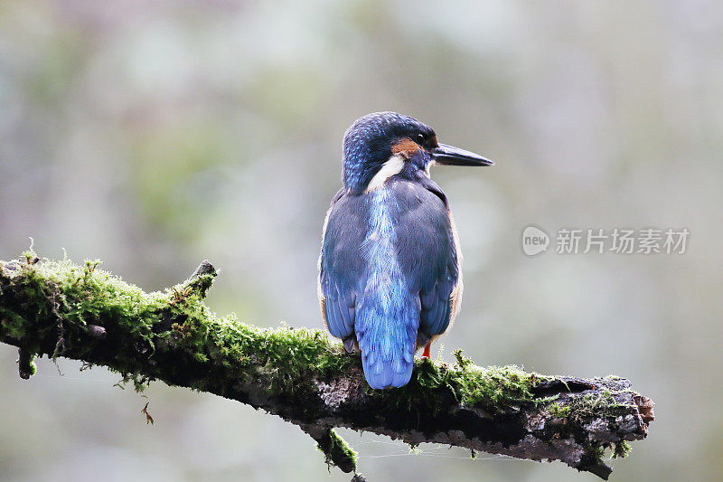 翠鸟(Alcedo atthis)